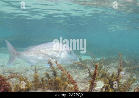 Erwachsene, groß, Australasian snapper Pagrus auratus Schwimmen unter kurze Alga über dem flachen felsigen Boden in sehr flachem Wasser. Stockfoto