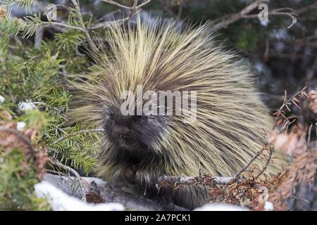 North American Porcupine (Erethizon Dorsatum), auch als die Kanadische Stachelschwein oder gemeinsamen Stachelschwein, mit gelb grün Wappen der Lagerträger bekannt Stockfoto