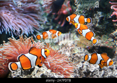 Tropische sea Anemone und Clownfisch (Amphiprion percula) in Marine aquarium Stockfoto