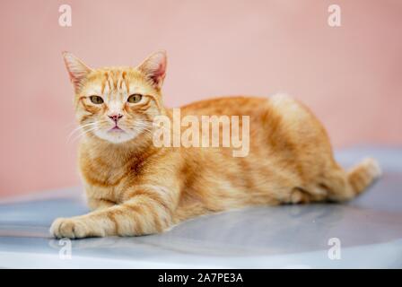 Katze Stockfoto