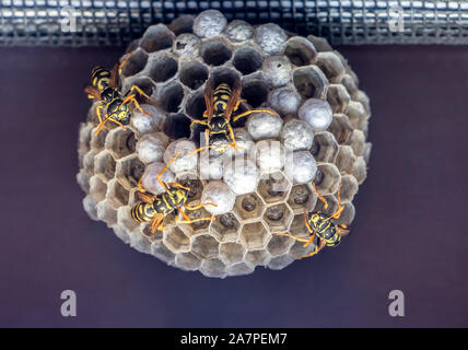 Wespen am Bau und Wartung von Wasp Nest. Wasp Nest mit Zellen unter Fenster Dach. Stockfoto