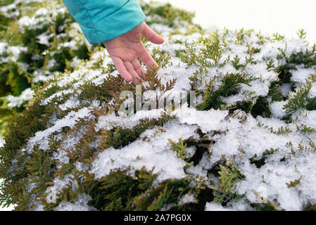 Natürliche Hintergrund. Frozen branch.inder Hand berührt das gefrorene Blätter. Winter Saison. Der Frost auf den Zweigen. Der Kinder Hand berührt Stockfoto