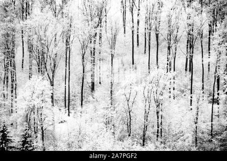 Nebel im Winter verschneite Bäume im Wald Stockfoto