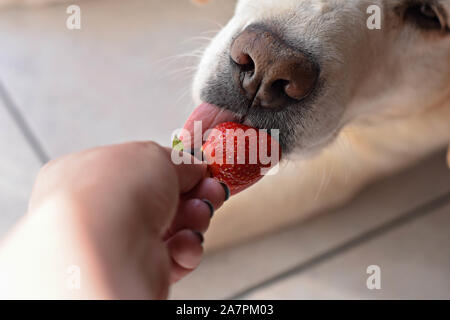 Weißer Labrador Retriever Hund essen eine Erdbeere Obst aus eigner Hand/konzeptionellen Bild des Vertrauens und der Freundschaft zwischen Hund und Mensch Stockfoto