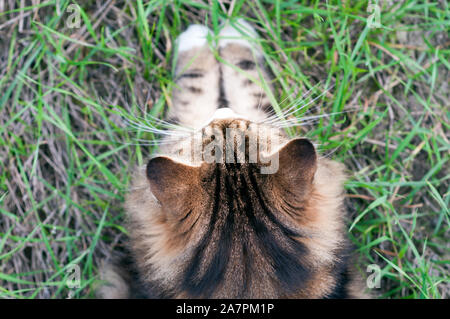 Wunderschöne Norwegische Waldkatze von unten sitzen auf dem Gras Stockfoto