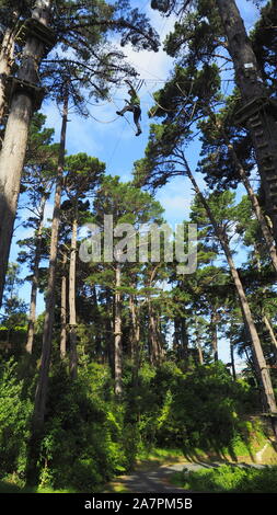 Frau gehen auf Kabel, 20 Meter über dem Boden in einem Antenne Hinderniskurs, in der Pine Tree Vordach an Adrenalin Wald, Wellington, NZ Stockfoto