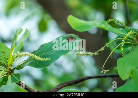 Tierwelt Natur Nahaufnahme Detail Makro Foto von Armee der roten Ameisen auf Blatt Stockfoto