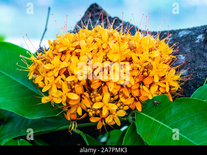 Saraca L Baum und Blumen mit Bienen im Sommer tagsüber Stockfoto