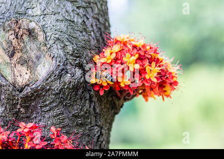 Saraca L Baum und Blumen mit Bienen im Sommer tagsüber Stockfoto