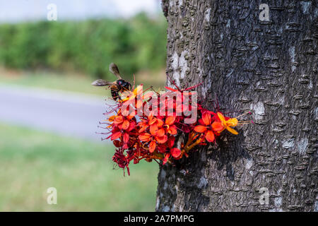 Saraca L Baum und Blumen mit Bienen im Sommer tagsüber Stockfoto