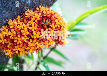 Saraca L Baum und Blumen mit Bienen im Sommer tagsüber Stockfoto