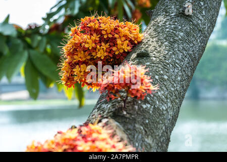 Saraca L Baum und Blumen mit Bienen im Sommer tagsüber Stockfoto