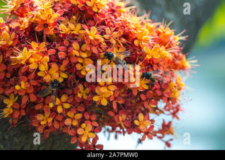 Saraca L Baum und Blumen mit Bienen im Sommer tagsüber Stockfoto