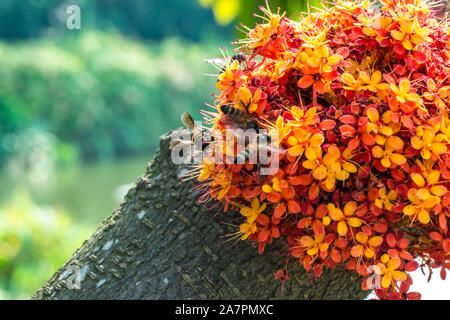 Saraca L Baum und Blumen mit Bienen im Sommer tagsüber Stockfoto