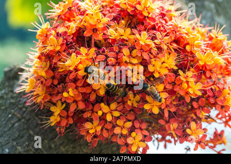 Saraca L Baum und Blumen mit Bienen im Sommer tagsüber Stockfoto