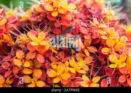 Saraca L Baum und Blumen mit Bienen im Sommer tagsüber Stockfoto