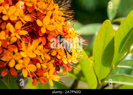 Saraca L Baum und Blumen mit Bienen im Sommer tagsüber Stockfoto