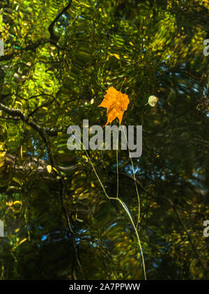 Fallen Leaf floating fast in der Luft (oder eher in sehr ruhigem Gewässer) Stockfoto