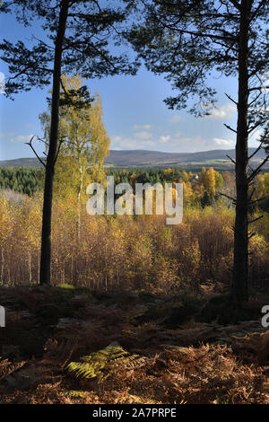 Anzeigen von Grantown on Spey aus dreggie Hügel; Highlands, Schottland Stockfoto