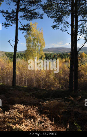 Anzeigen von Grantown on Spey aus dreggie Hügel; Highlands, Schottland Stockfoto