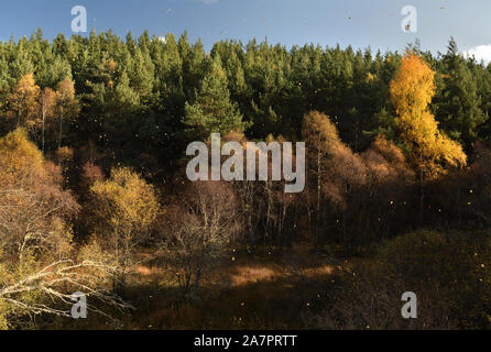 Blätter im Herbst fallen; ex Highland Railway Line; Grantown on Spey, Highlands, Schottland Stockfoto