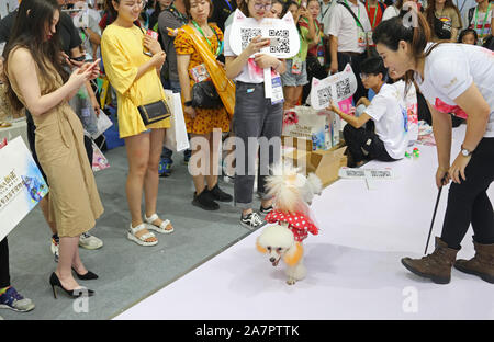 Pet-Liebhaber Herde zu sehen süße Haustiere an der Pet-Messe Asien 2019, das ist der 22. des Fairen, beginnt in Shanghai, China, 21. August 2019. *** Lokale Capti" Stockfoto