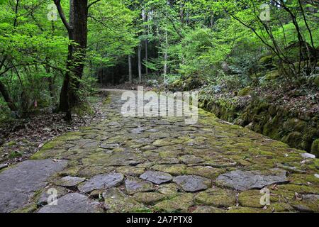 Japan Waldweg - historische Nakasendo Trail zwischen Magome und Tsumago. Stockfoto