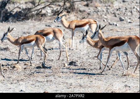 Nahaufnahme von einer Herde Impalas - Aepyceros melampus - Beweidung auf den Ebenen von Etosha National Park, Namibia. Stockfoto