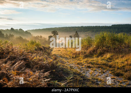 Misty Morning an Cleddon Naturpark Moor, in der Nähe von Trellech, Wales. Stockfoto