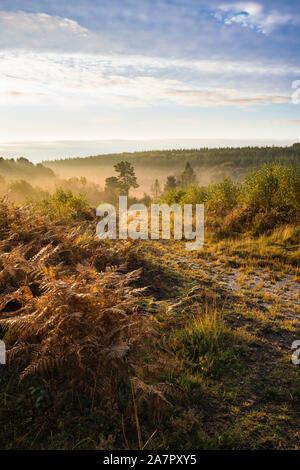 Misty Morning an Cleddon Naturpark Moor, in der Nähe von Trellech, Wales. Stockfoto