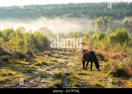 Semi-Wildes Pony Beweidung auf verwalteten Heide in der Nähe von Trellech, Wales. Stockfoto