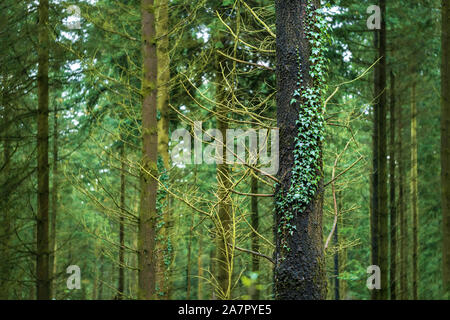 Efeu wächst auf einem Baumstamm in einem nadelbaum Woodland, Wales. Stockfoto