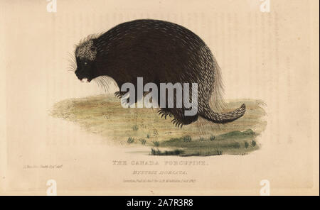 North American porcupine Erethizon dorsatum (Kanada, Stachelschwein, Hystrix dorsata). Illustration von Charles Hamilton Smith. Papierkörbe Kupferstich von Edward Griffith der Tierwelt vom Baron Cuvier, London, Whittaker, 1825. Stockfoto