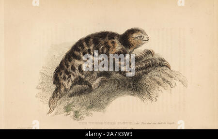 Pygmy drei-toed sloth, Bradypus pygmaeus. Kritisch gefährdet. Drei toe 'dFaultier, Bradypus tridactylus, div. Zwei Füße ein Zoll in der Länge. Abbildung gezeichnet und von Thomas Landseer eingraviert. Papierkörbe Kupferstich von Edward Griffith der Tierwelt vom Baron Cuvier, London, Whittaker, 1825. Stockfoto