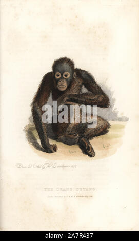 Bornesischen Orang-utan, Pongo pygmaeus. Gefährdet. (Die Orang outang, Homo sylvestris.) Erstellt und von Thomas Landseer eingraviert. Papierkörbe Kupferstich von Edward Griffith der Tierwelt vom Baron Cuvier, London, Whittaker, 1824. Stockfoto