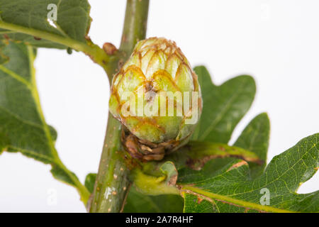 Eine Artischocke Galle wachsen auf einer Eiche. Die Gallenblase wird durch die Galle wasp Andricus fecundator verursacht. Dorset England UK GB Stockfoto