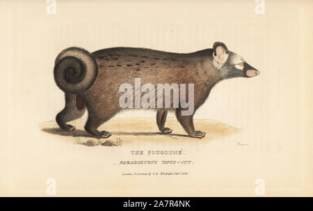 Asiatische Palm civet oder toddy Katze, Paradoxurus hermaphroditus (Pougoune, Paradoxurus tipus). Papierkörbe Kupferstich von James Basire von Edward Griffith der Tierwelt vom Baron Cuvier, London, Whittaker, 1825. Stockfoto