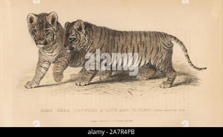 Cubs gezüchtet zwischen ein Löwe Panthera leo und Tigerin, Panthera tigris Tigris, auf drei Monate alt. Papierkörbe Kupferstich von Edward Griffith der Tierwelt vom Baron Cuvier, London, Whittaker, 1825. Stockfoto