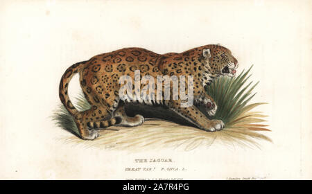 Jaguar Panthera onca (Felis onca, tolle var.). In der Nähe von bedroht. Papierkörbe Kupferstich von Griffith, Harriet oder Edward, nach einer Illustration von Charles Hamilton Smith von Edward Griffith der Tierwelt vom Baron Cuvier, London, Whittaker, 1825. Stockfoto