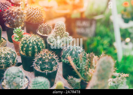 Kakteen in kleinen Topf Kindergarten grüner Plan für Haus Garten Dekoration. Stockfoto