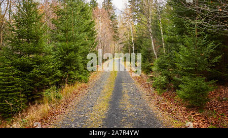 Pfad in den Wald im Nationalpark Riesengebirge, Polen. Stockfoto