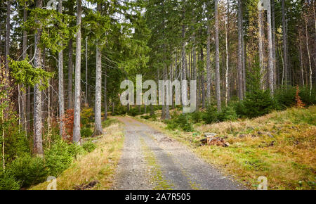 Pfad in den Wald im Nationalpark Riesengebirge, Polen. Stockfoto