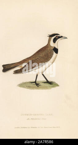 Temminck temminck's Lark oder des gehörnten Lerche, Eremophila bilopha (Double-Crested Lark, Alauda cilopha, TEM). Papierkörbe Gravur von Edward Griffith der Tierwelt vom Baron Cuvier, London, Whittaker, 1829. Stockfoto