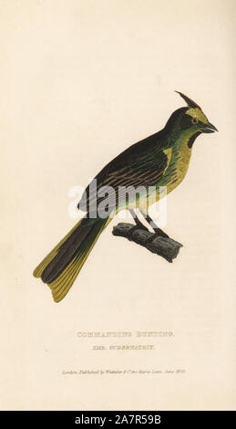 Gelbe Kardinal, Gubernatrix cristata. Gefährdet. (Befehlende Bunting, Emberiza gubernatrix). Papierkörbe Kupferstich von Griffith, Harriet oder Edward, von Edward Griffith der Tierwelt vom Baron Cuvier, London, Whittaker, 1829. Stockfoto