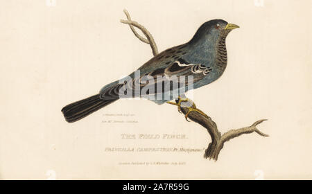 Feld Fink, Fringilla Campestris von Prinz Musignano? Papierkörbe Gravur nach einer Illustration von Charles Hamilton Smith von einem Muster in Rev. hennah's Sammlung von Edward Griffith der Tierwelt vom Baron Cuvier, London, Whittaker, 1828. Stockfoto