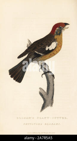 Rufous-tailed Phytotoma plantcutter, Rara (Bloxam von Plant-Cutter, Phytotoma bloxami). Papierkörbe Gravur von Edward Griffith der Tierwelt vom Baron Cuvier, London, Whittaker, 1827. Stockfoto