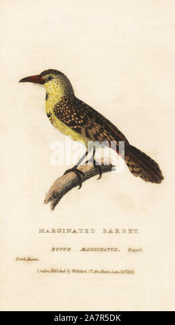 Yellow-breasted Barbet, margaritatus (Trachyphonus Marginated Barbet, Bucco Marginatus). Papierkörbe Gravur nach einem Muster im British Museum von Edward Griffith der Tierwelt vom Baron Cuvier, London, Whittaker, 1829. Stockfoto