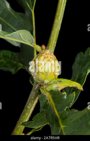 Eine Artischocke Galle wachsen auf einer Eiche. Die Gallenblase wird durch die Galle wasp Andricus fecundator verursacht. Dorset England UK GB Stockfoto