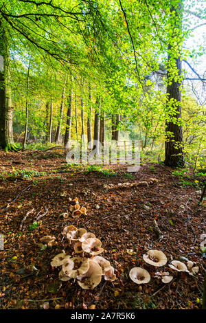 Eine Sammlung von "Trooping Trichter "Pilze in einem Herbst Wald Stockfoto