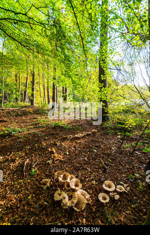 Eine Sammlung von "Trooping Trichter "Pilze in einem Herbst Wald Stockfoto